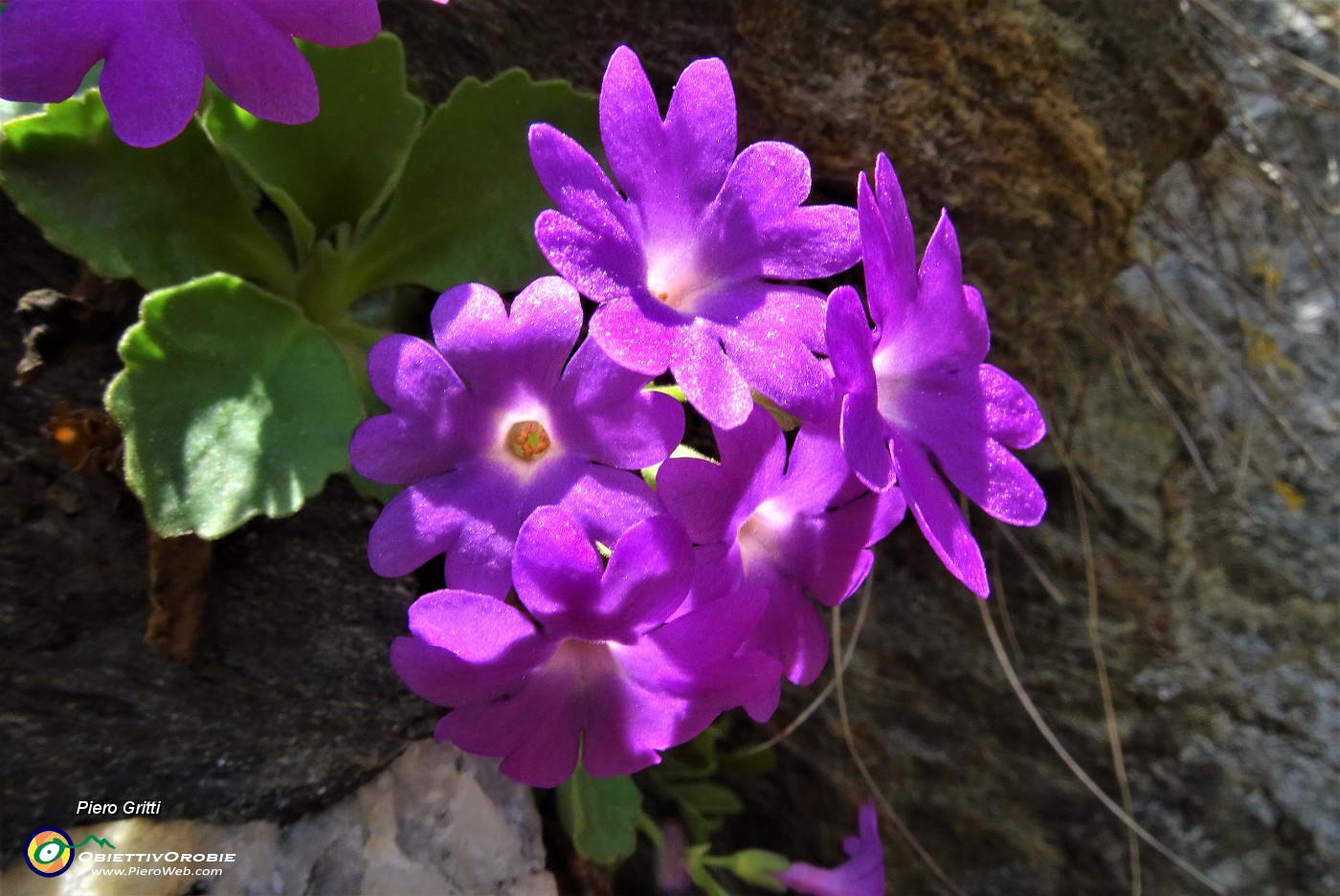 39 Primula irsuta (Primula hirsuta).JPG